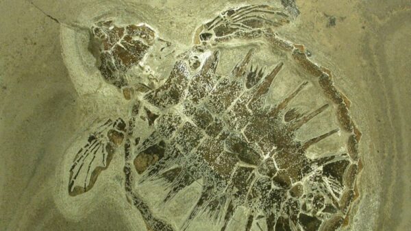 Fossil- og Molermuseet